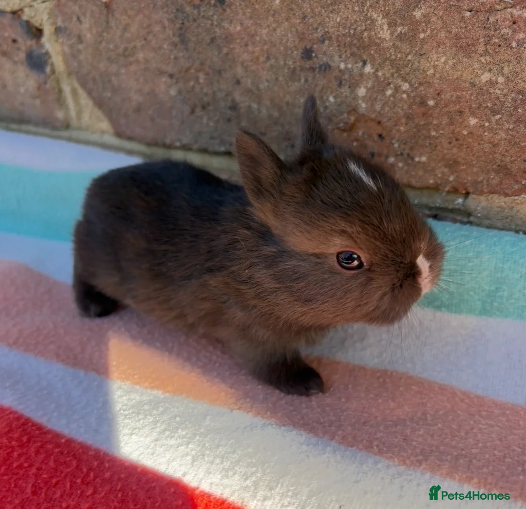 Netherland Dwarf rabbits for sale: 5 Sweet Netherland Dwarf bunnies available  - Advert 2