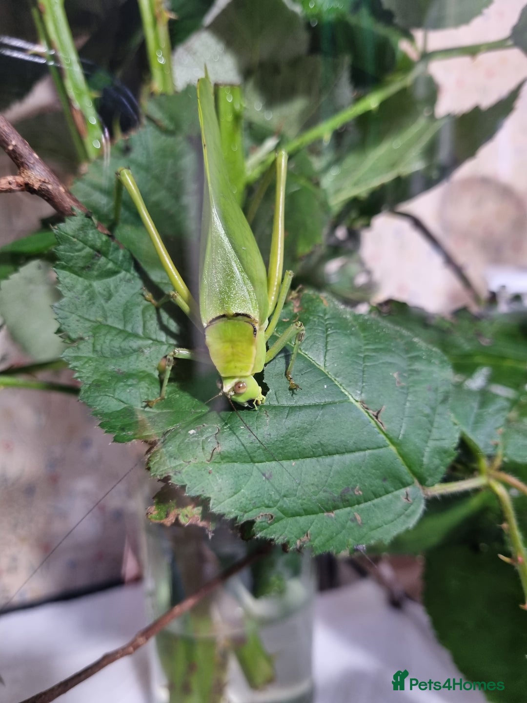 Millipedes invertebrates for sale: Invertebrates Available. - Advert 8