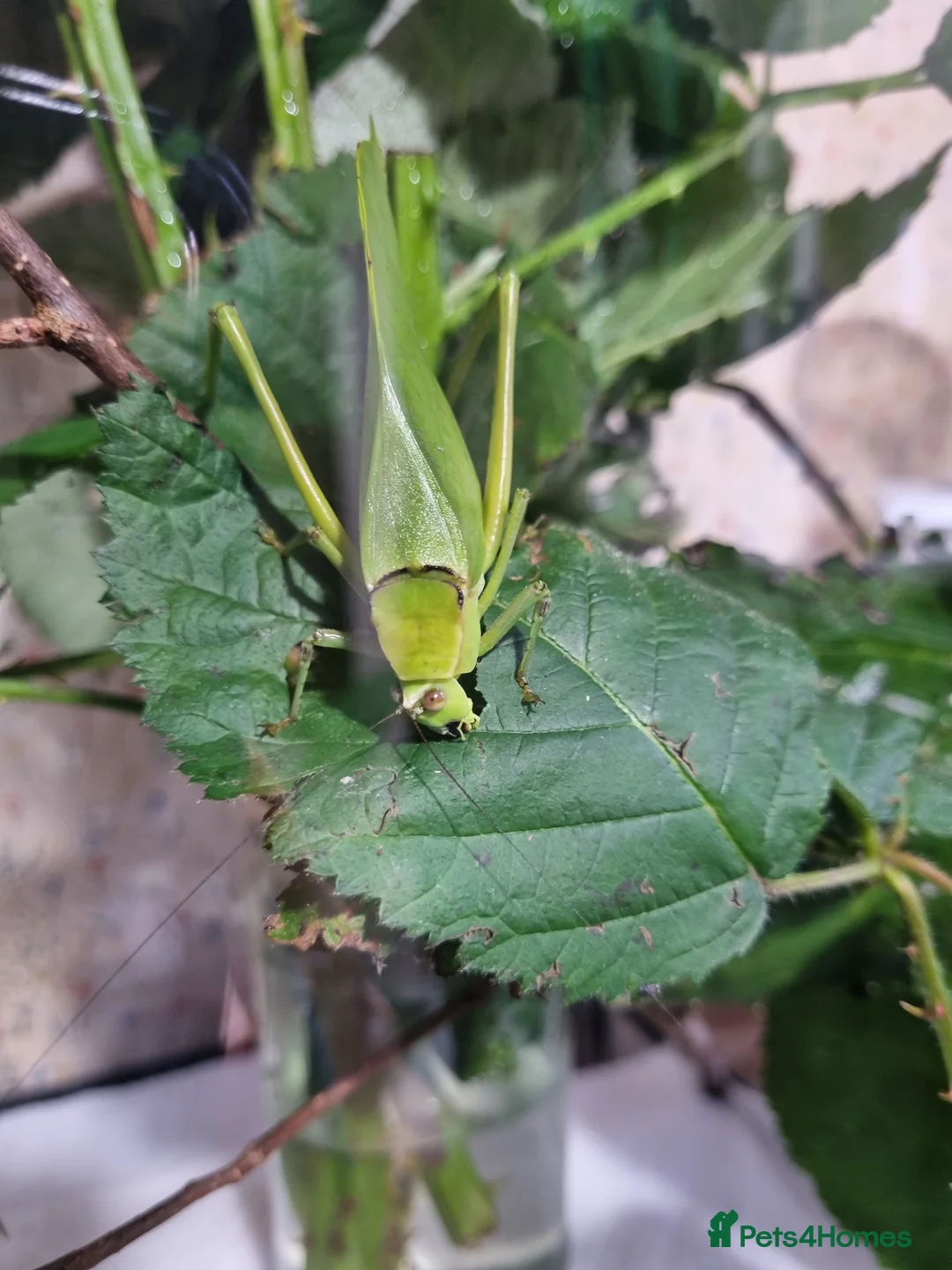 Millipedes invertebrates for sale: Invertebrates Available. - Advert 8