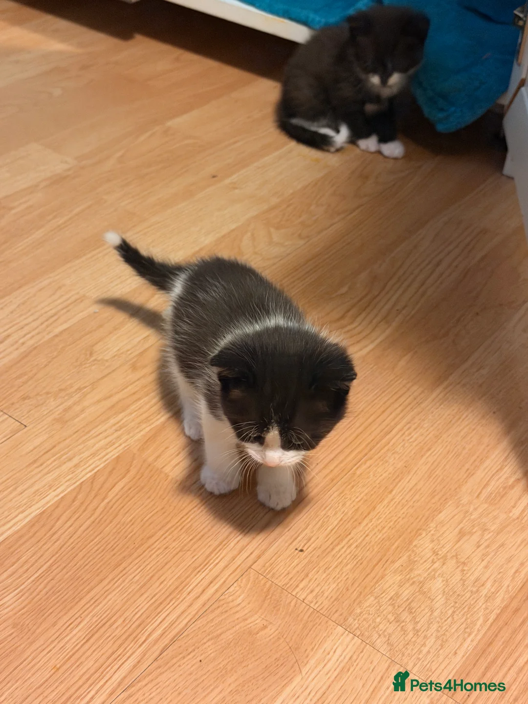 Mixed Breed cats for sale: 12Week Old Kittens Looking for Their Forever Homes - Advert 16