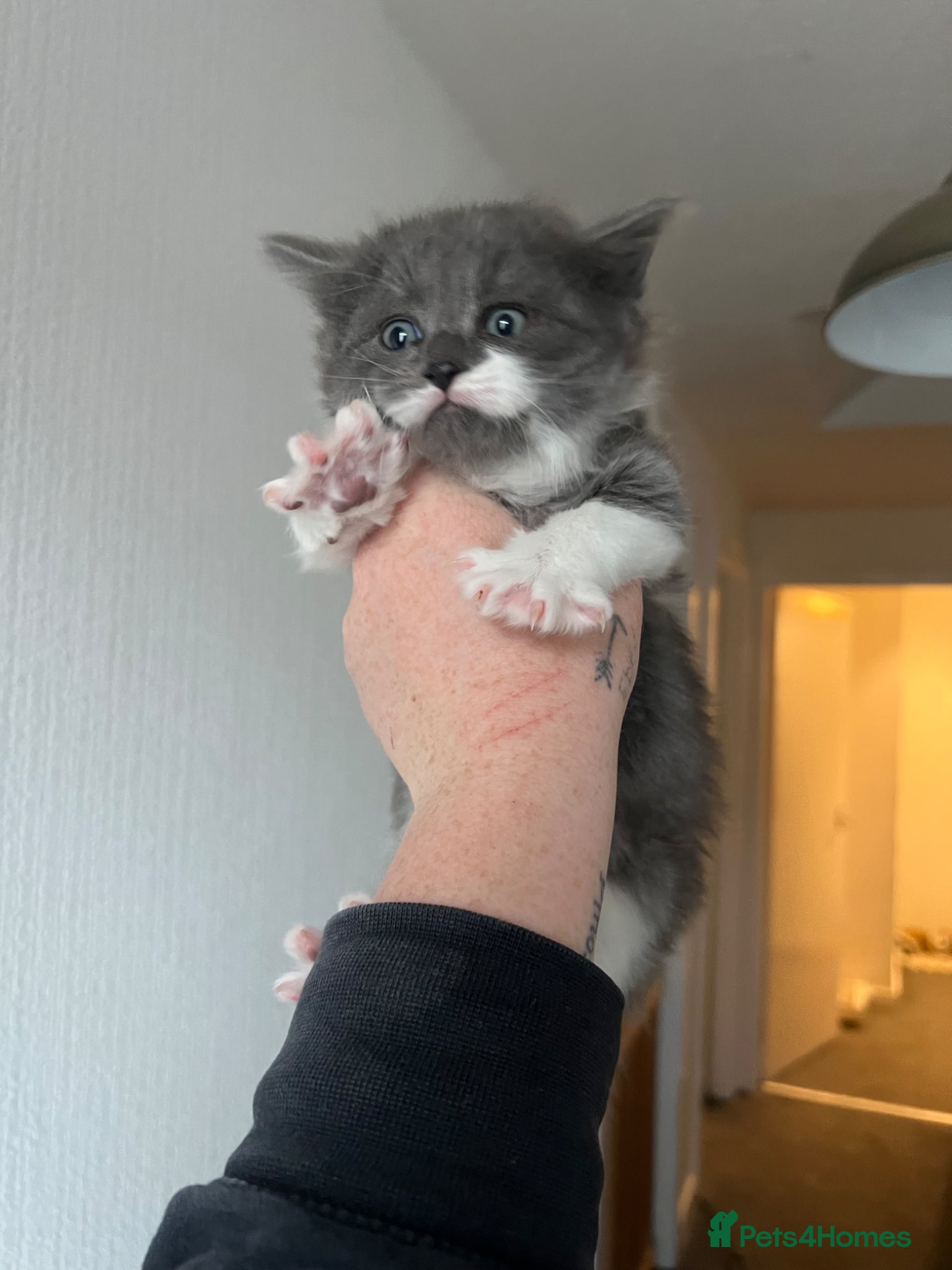 Mixed Breed cats  7 week old Male grey and white kitten  - Advert 1
