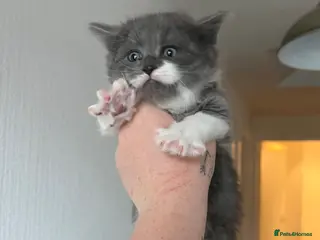 Mixed Breed cats 7 week old Male grey and white kitten - Advert 1