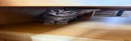 Mixed Breed cats for sale: 2 tebby’s kittens for sale - Advert 6