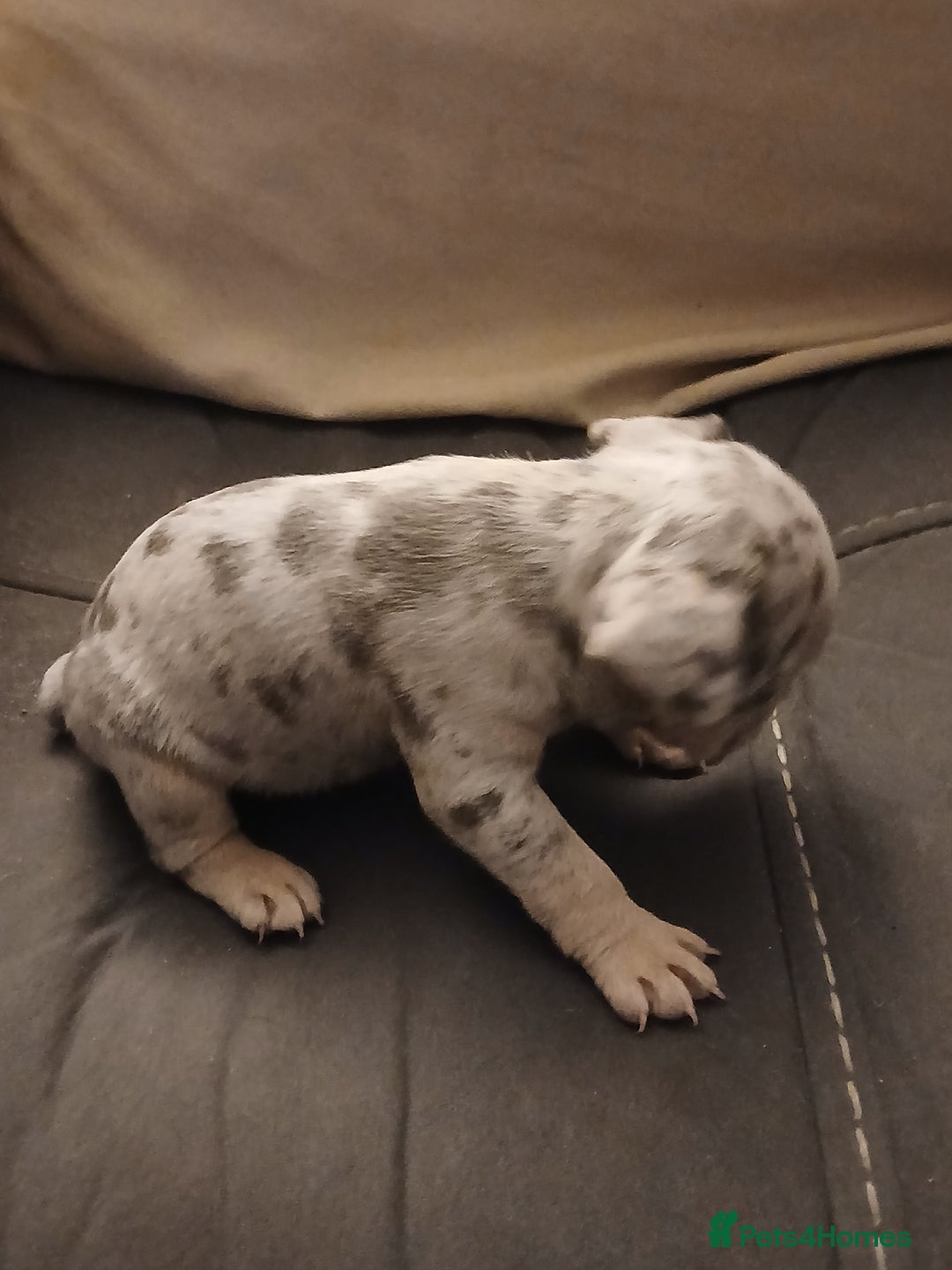 French Bulldog dogs for sale: French bulldog puppies x7  - Advert 11