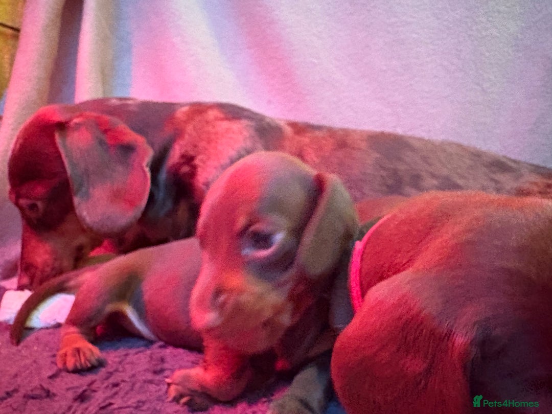 Miniature Dachshund dogs for sale: Beautiful best of breed litter - Advert 8