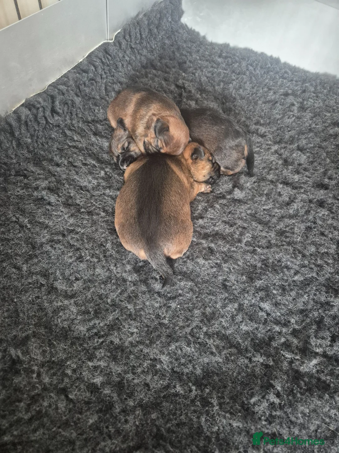 Border Terrier dogs for sale: Border Terrier Puppies for sale  - Advert 16