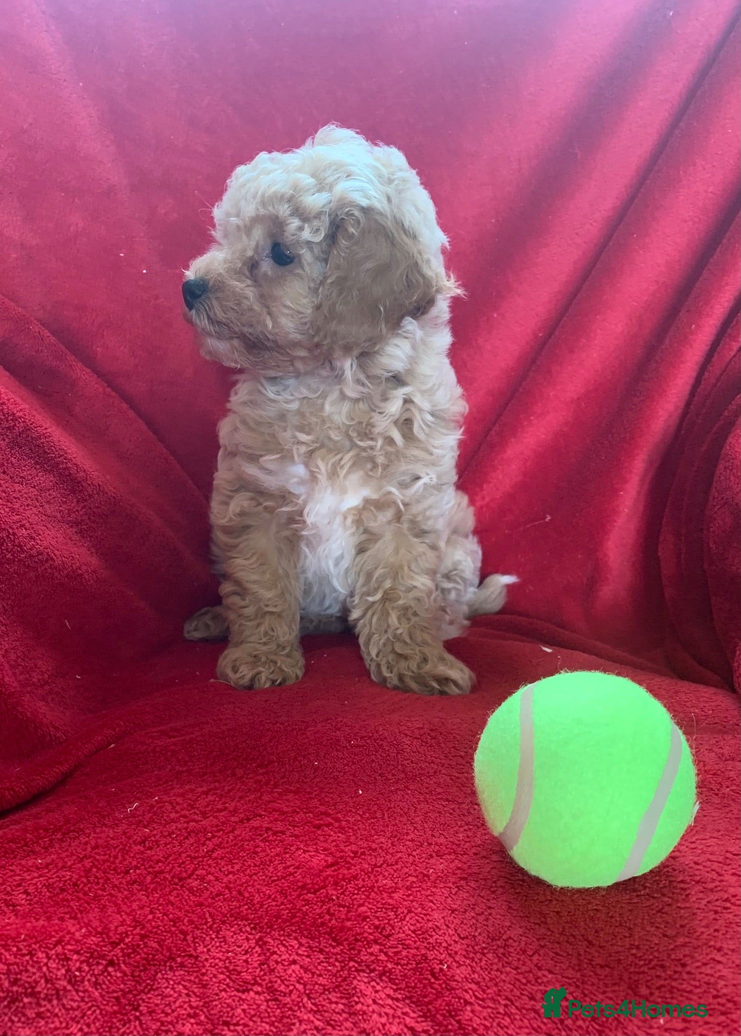 Poochon dogs Outstanding Poochon puppies  - Advert 2