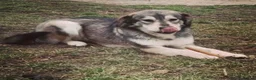 Mixed Breed dogs for adoption: Lajka – Gentle, Sweet Natured Girl - Advert 13