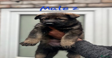 German Shepherd dogs - Advert 4