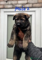 German Shepherd dogs - Advert 4