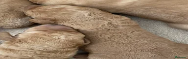 Labradoodle 5
