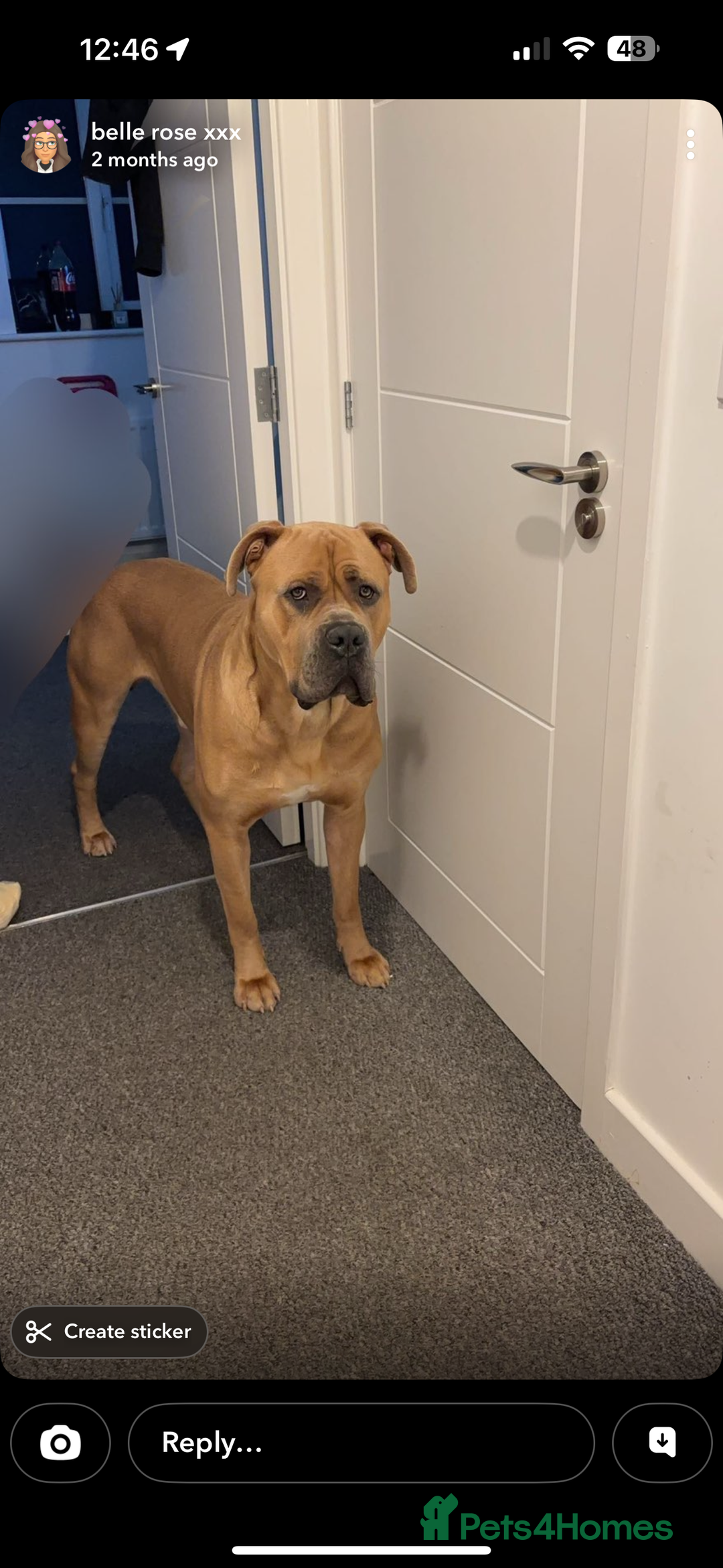 Cane Corso dogs for sale: Rocco cane corso - Advert 1