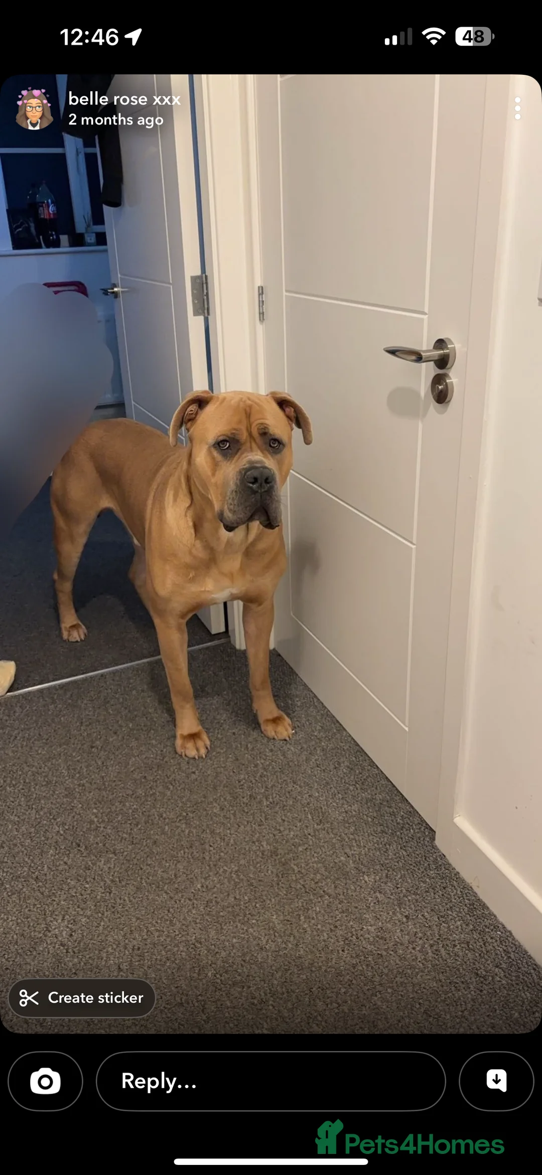 Cane Corso dogs for sale: Rocco cane corso - Advert 1