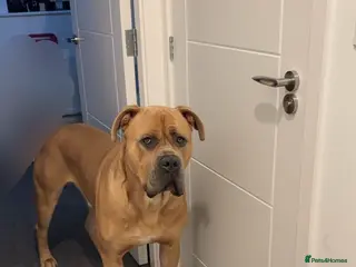 Cane Corso dogs Rocco cane corso - Advert 4