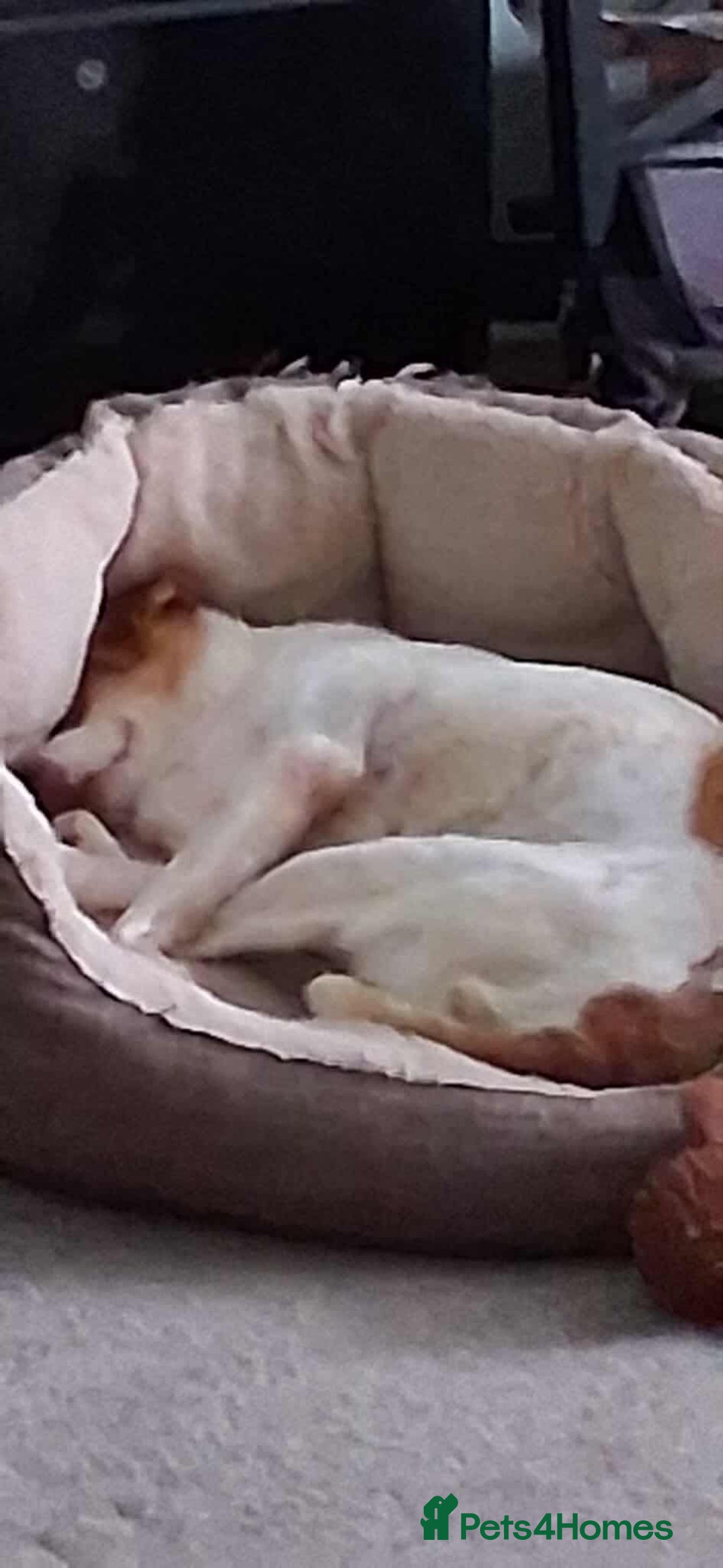 Jack Russell dogs for adoption: Lovely Pepper  - Image 8