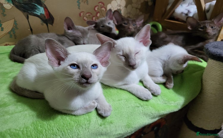 Oriental cats - Advert 2