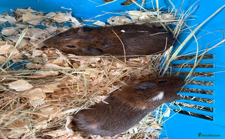 Guinea Pig rodents - Advert 8
