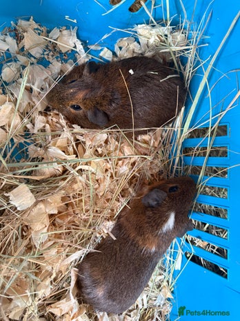 Guinea Pig rodents - Advert 15