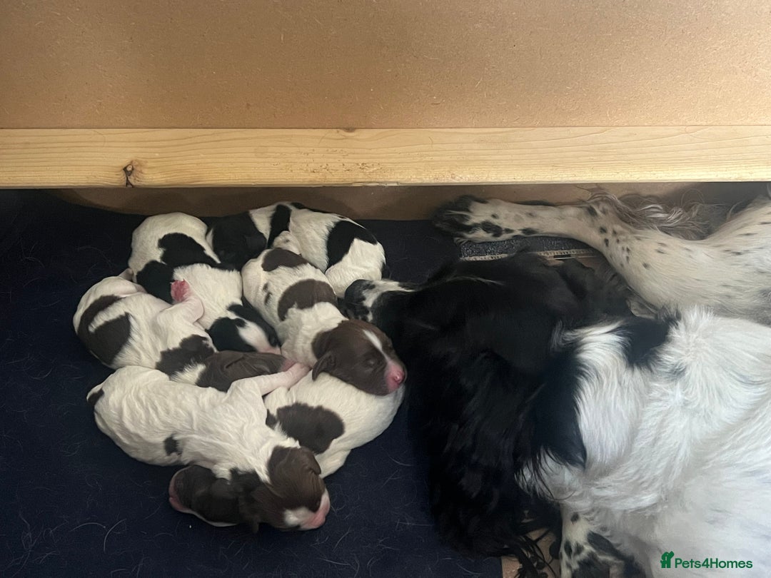 English Springer Spaniel dogs for sale: 6 gorgeous KC reg ESS puppies  - Image 6