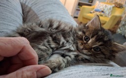 Ragdoll cats for sale: Beautiful Bengal/Ragdoll Male Kitten - Image 10