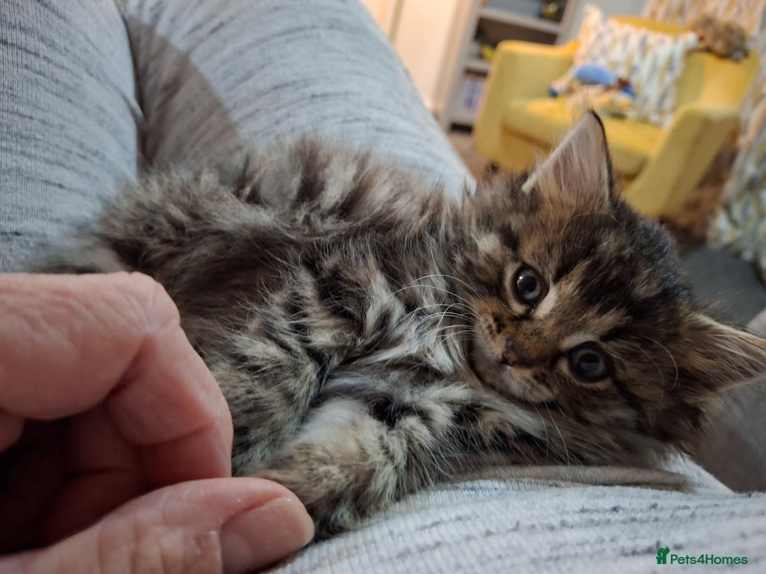 Ragdoll cats for sale: Beautiful Bengal/Ragdoll Male Kitten - Image 10