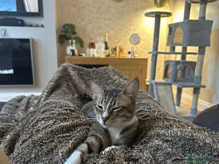 Mixed Breed cats NOODLE - AMAZING FURPATTERN AFECTIONATE FUN HAPPY - Advert 3