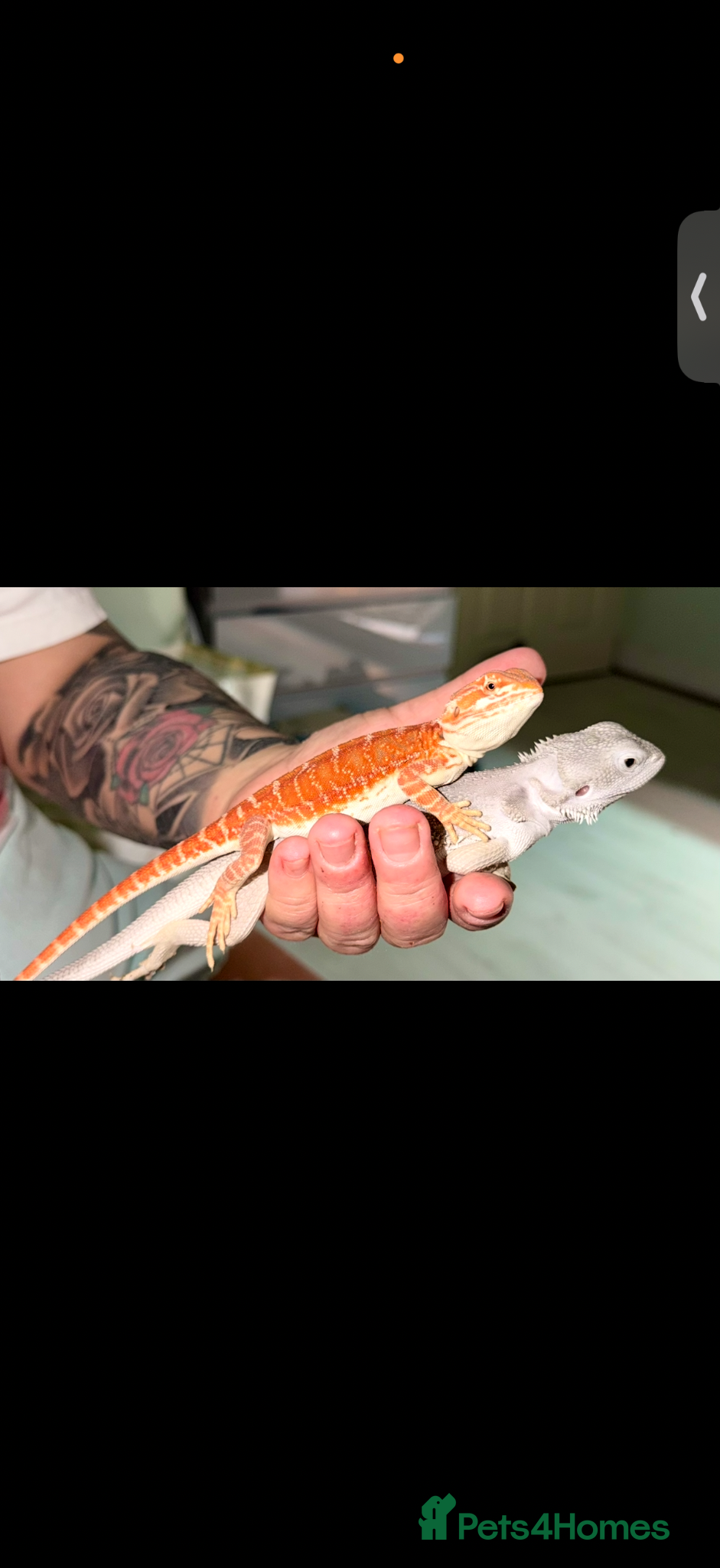 Bearded Dragon reptiles Bearded dragons-red monster/blue bar & Translucent - Advert 3