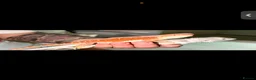 Bearded Dragon reptiles for sale: Bearded dragons-red monster/blue bar & Translucent - Advert 1