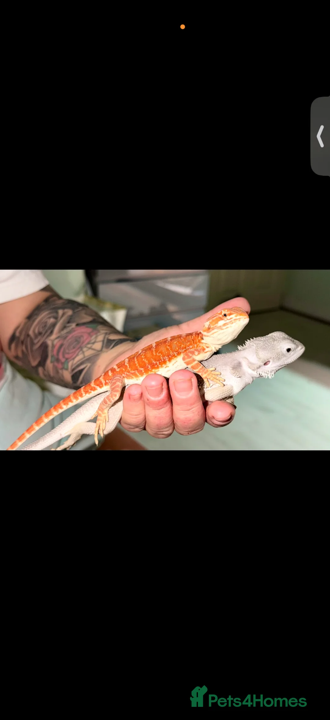 Bearded Dragon reptiles for sale: Bearded dragons-red monster/blue bar & Translucent - Advert 1
