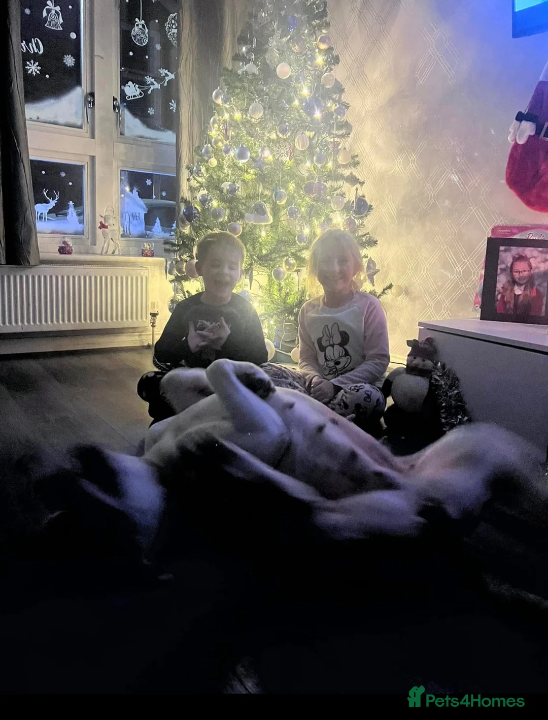 American Bulldog dogs for sale: REHOMING -Lucky  - Advert 6