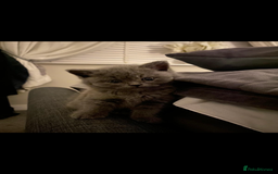 British Shorthair cats for sale: Full pedigree GCCF BSH kittens  - Image 4
