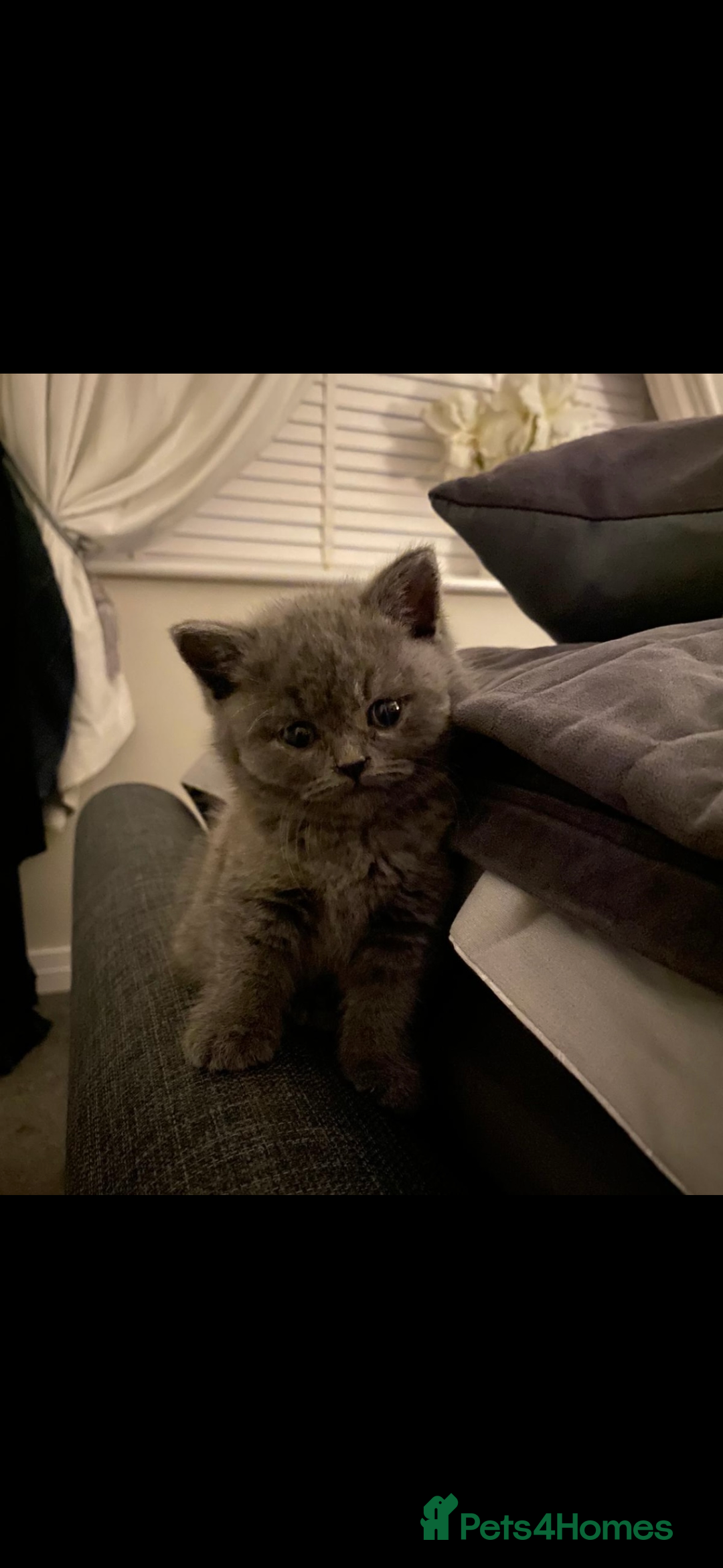 British Shorthair cats for sale: Full pedigree GCCF BSH kittens  - Image 4