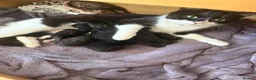 Mixed Breed cats for sale: Kittens in Sheerness - Advert 14
