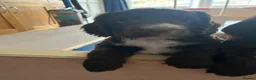 Cocker Spaniel dogs for sale: Cocker Spaniel Puppies in London - Advert 7