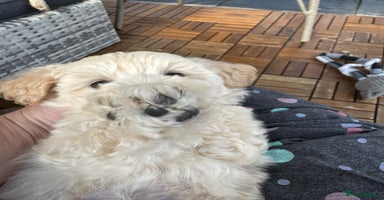 Maltipoo dogs - Advert 4