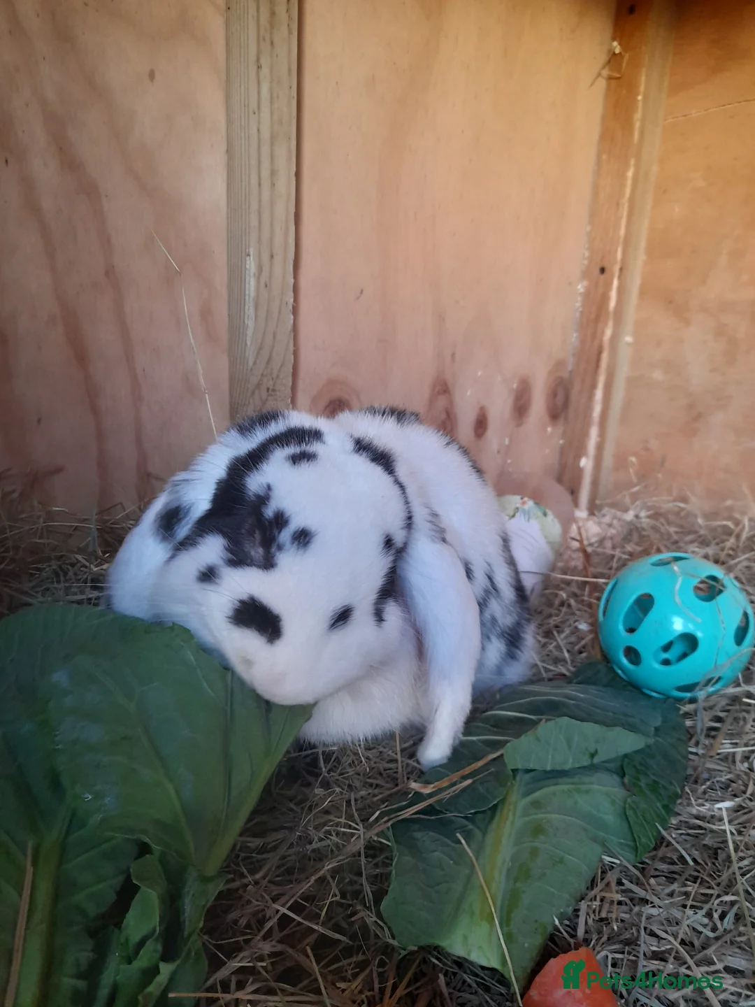 French Lop rabbits for sale: Beautiful  French Lops  (BRC) - Advert 4