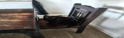 Mixed Breed cats for sale: Beautiful black kitten for sale in Corby - Advert 5