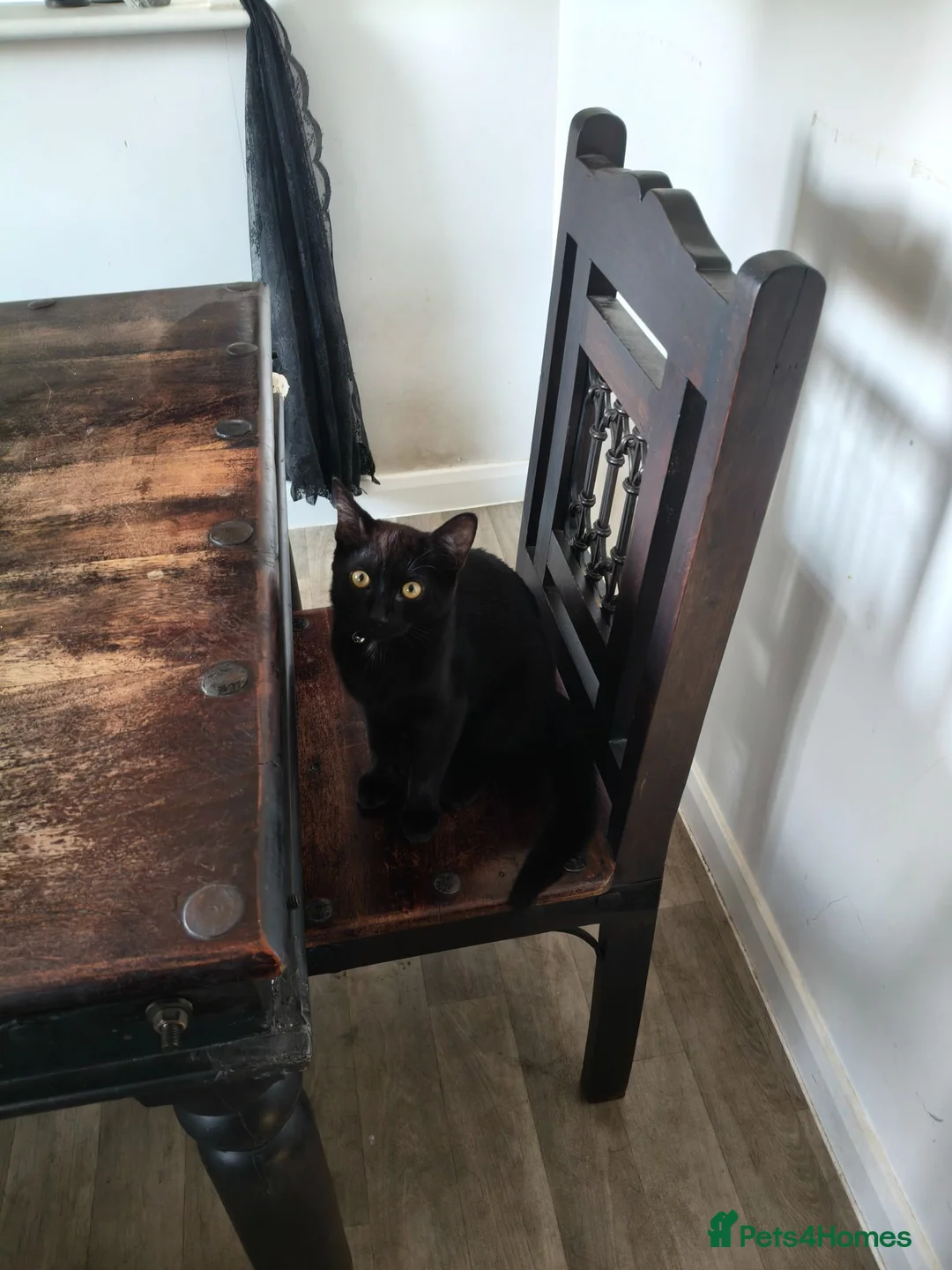 Mixed Breed cats for sale: Beautiful black kitten for sale in Corby - Advert 5