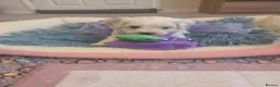 Bichon Frise dogs for sale: Cute puppies 🩷🩷💙💙 - Advert 20