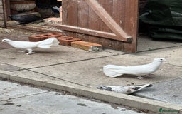 Doves birds for sale: Piegons  - Image 4