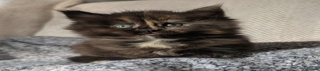 Maine Coon Kitten 2