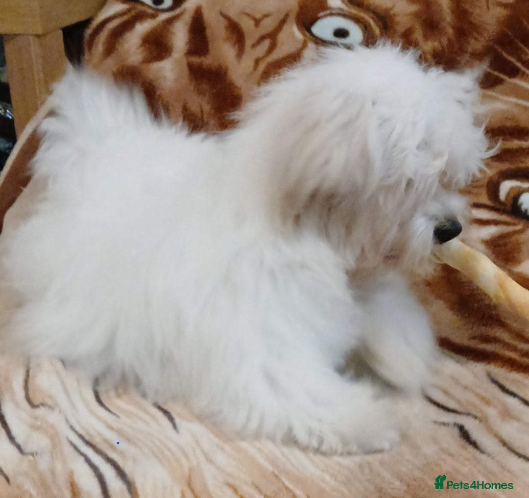 Maltese dogs for sale: BEAUTIFUL MALTESE PUPPIES - FROM LONDON . - Advert 17
