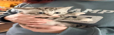 Ragdoll 3