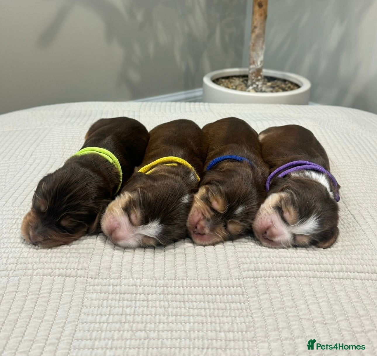 Cocker Spaniel dogs Gorgeous KC Reg Show Cocker Spaniel Puppies  - Advert 1