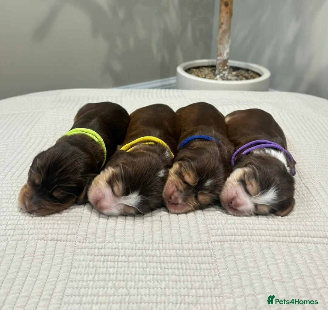 Cocker Spaniel dogs for sale: Gorgeous KC Reg Show Cocker Spaniel Puppies  - Advert 1