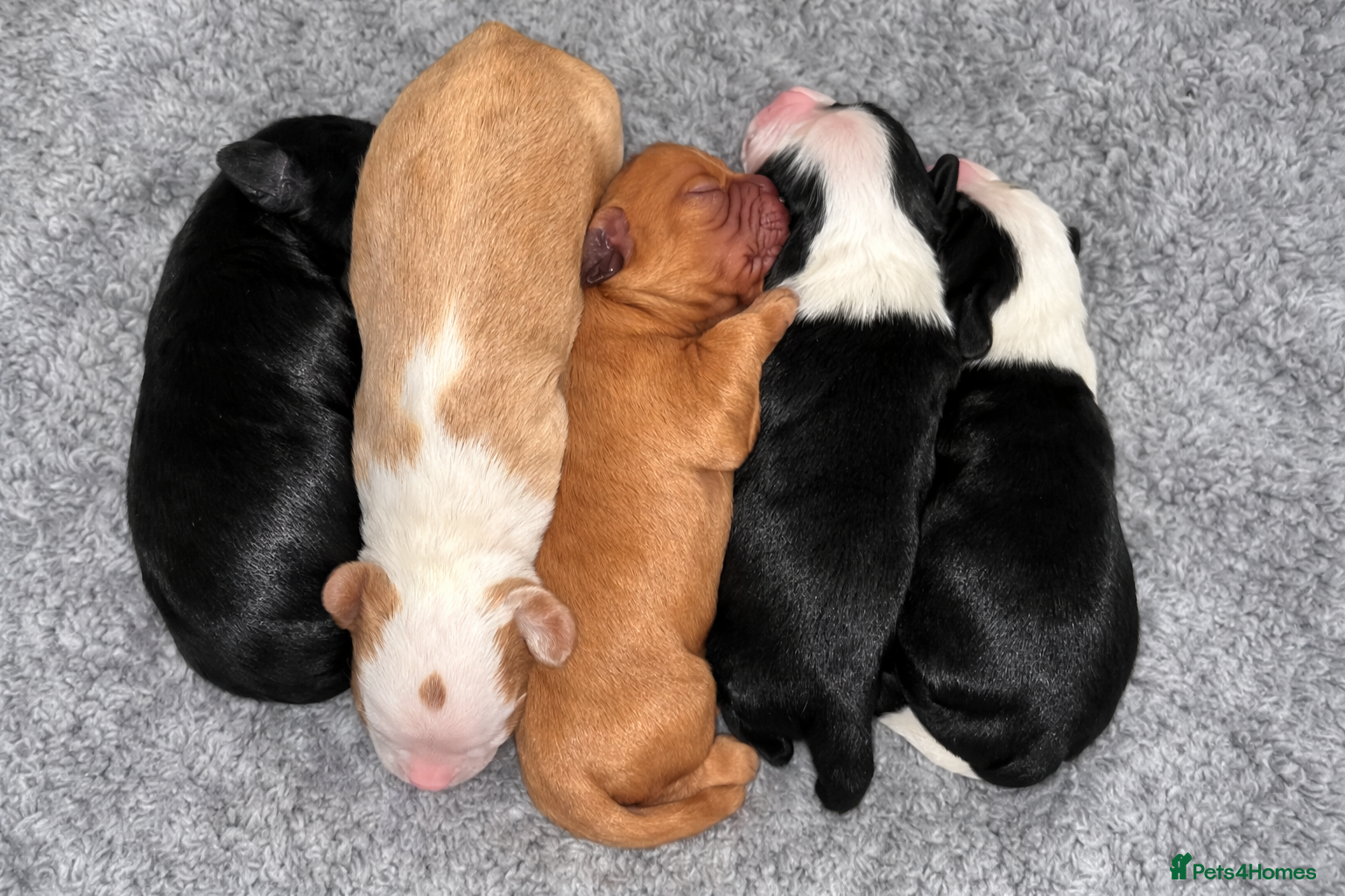 Mixed Breed dogs 🐾 Cocker Spaniel × Jack Russell Family Puppies - Advert 2