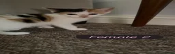 Mixed Breed cats for sale: Cute colourful kittens - Advert 3