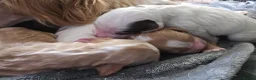Cocker Spaniel dogs for sale: 4 beautiful cocker spaniel puppies - Advert 10