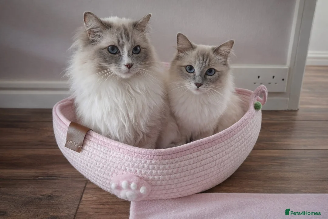 Ragdoll cats for sale: GCCF Ragdoll kittens Blue & Lilac in Morecambe - Advert 12