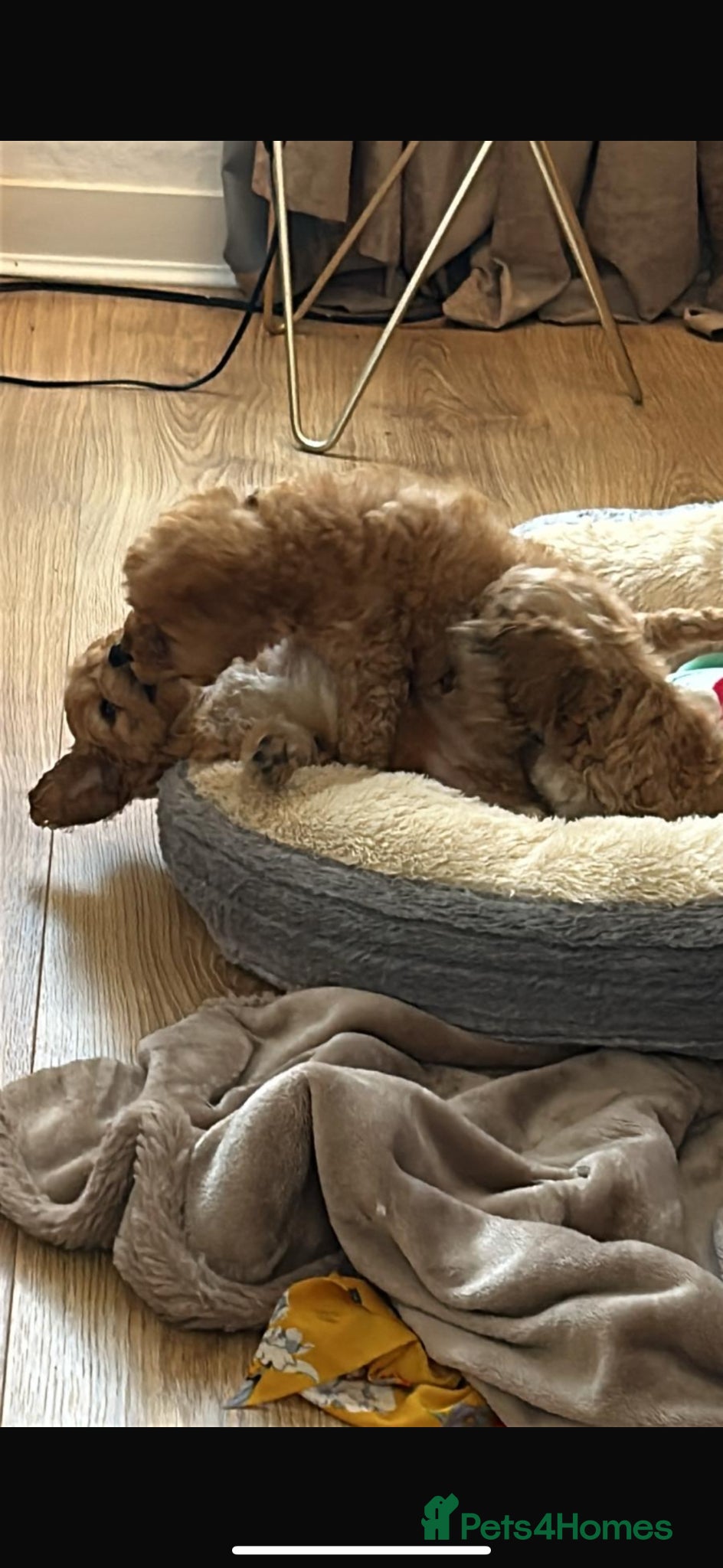 Cockapoo dogs for sale: Cockapoo puppies in Aberdeen - Advert 4